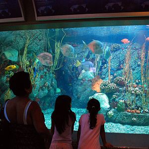 Various Pictures of Aquarium