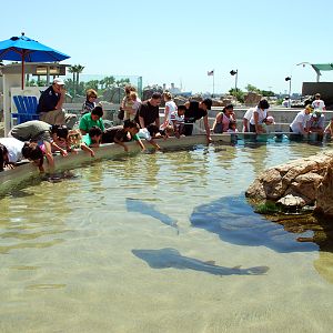 Various Pictures of Aquarium