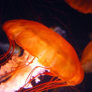 Various Pictures of Aquarium