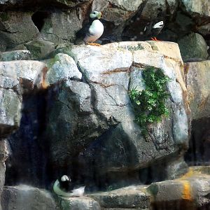 Various Pictures of Aquarium