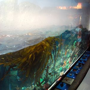 Various Pictures of Aquarium