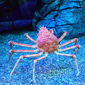 Various Pictures of Aquarium