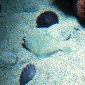 Various Pictures of Aquarium