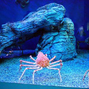 Various Pictures of Aquarium