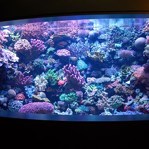 Various Pictures of Aquarium