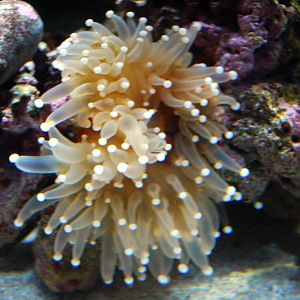 Various Pictures of Aquarium