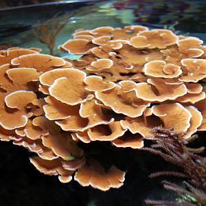 Various Pictures of Aquarium