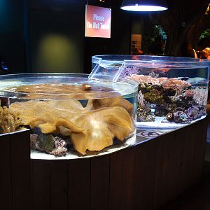 Various Pictures of Aquarium