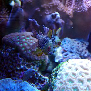 Various Pictures of Aquarium