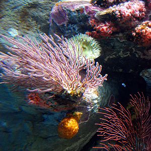 Various Pictures of Aquarium