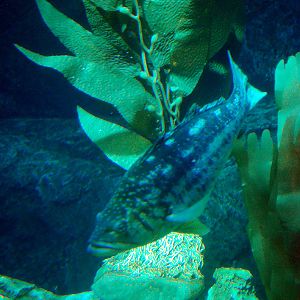 Various Pictures of Aquarium