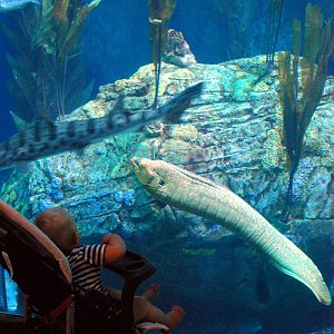 Various Pictures of Aquarium
