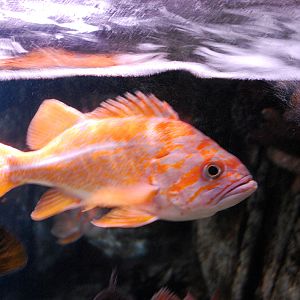 Various Pictures of Aquarium