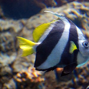 Various Pictures of Aquarium