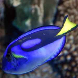 Various Pictures of Aquarium