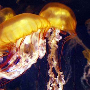 Various Pictures of Aquarium