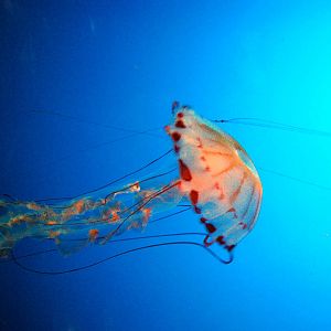 Various Pictures of Aquarium