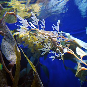 Various Pictures of Aquarium