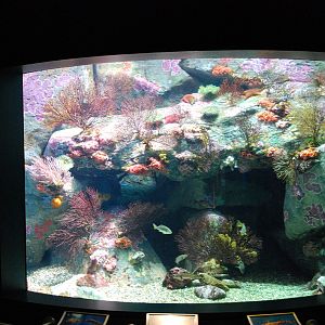 Various Pictures of Aquarium