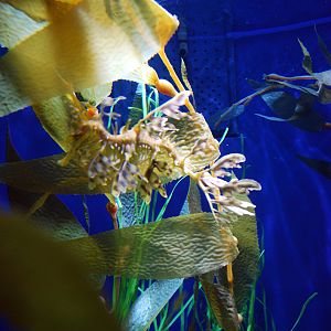 Various Pictures of Aquarium