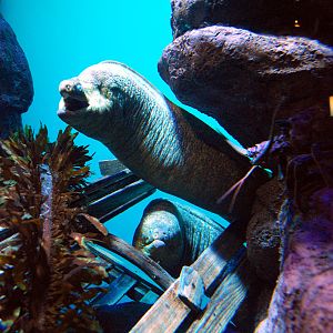 Various Pictures of Aquarium