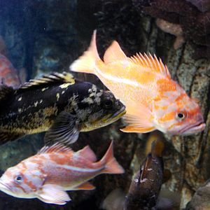 Various Pictures of Aquarium