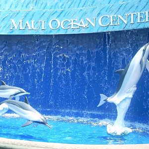 Various pictures of MOC