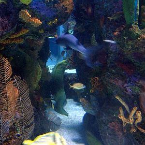 Various pictures of MOC