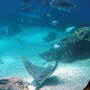 Various pictures of MOC