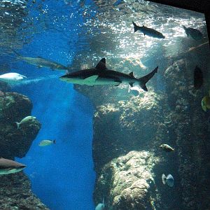 Various pictures of MOC