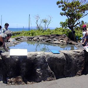 Various pictures of MOC