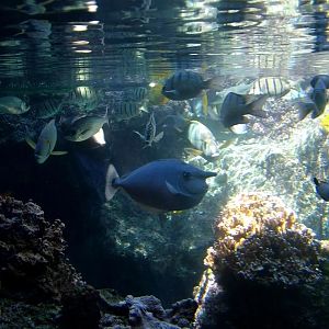 Various pictures of MOC