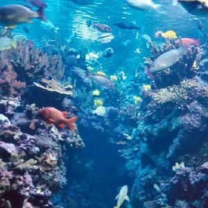 Various pictures of MOC