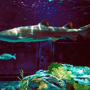 Various pictures of NAIB