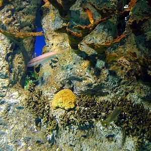 Various pictures of NAIB