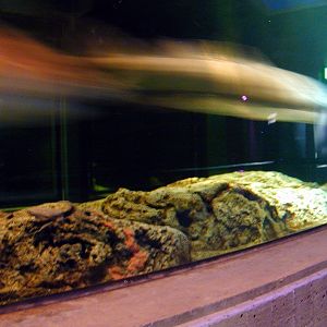 Various pictures of NAIB