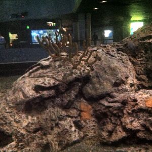 Various pictures of NAIB