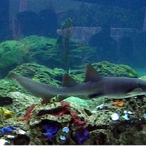 Various pictures of NAIB