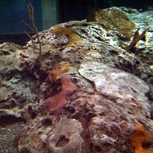 Various pictures of NAIB