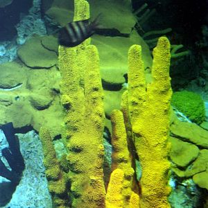 Various pictures of NAIB