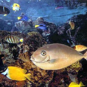 Various pictures of NAIB