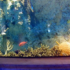 Various pictures of NAIB