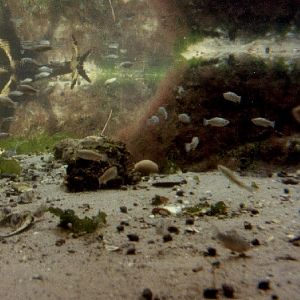 Various pictures of NY Aquarium