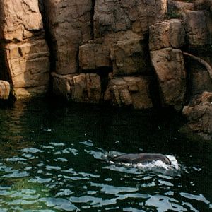 Various pictures of NY Aquarium