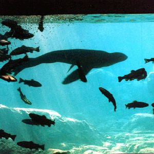 Various pictures of NY Aquarium