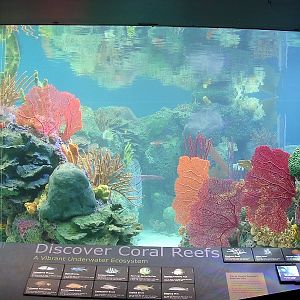 Various pictures of NY Aquarium