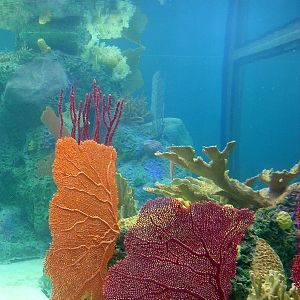 Various pictures of NY Aquarium