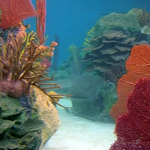 Various pictures of NY Aquarium