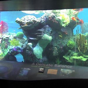 Various pictures of NY Aquarium