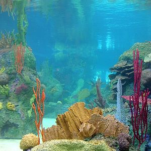 Various pictures of NY Aquarium